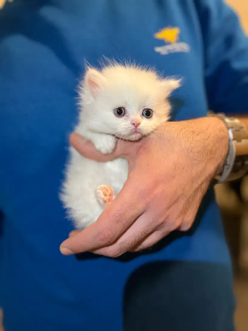 گربه بریتیش|گربه|ارومیه, |دیوار