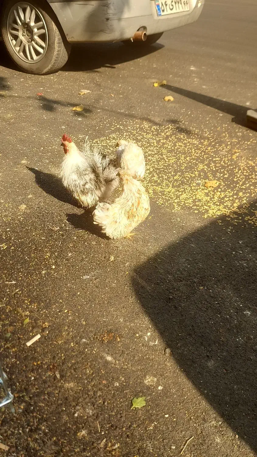 خروس با چند تا مرغ جاپنیز|حیوانات مزرعه|تهران, بهداشت|دیوار