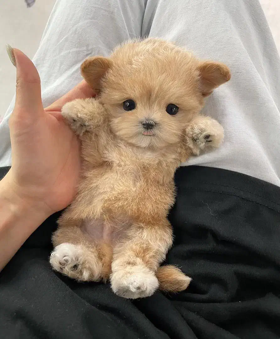 پودل کراس|سگ|تهران, شاهین|دیوار