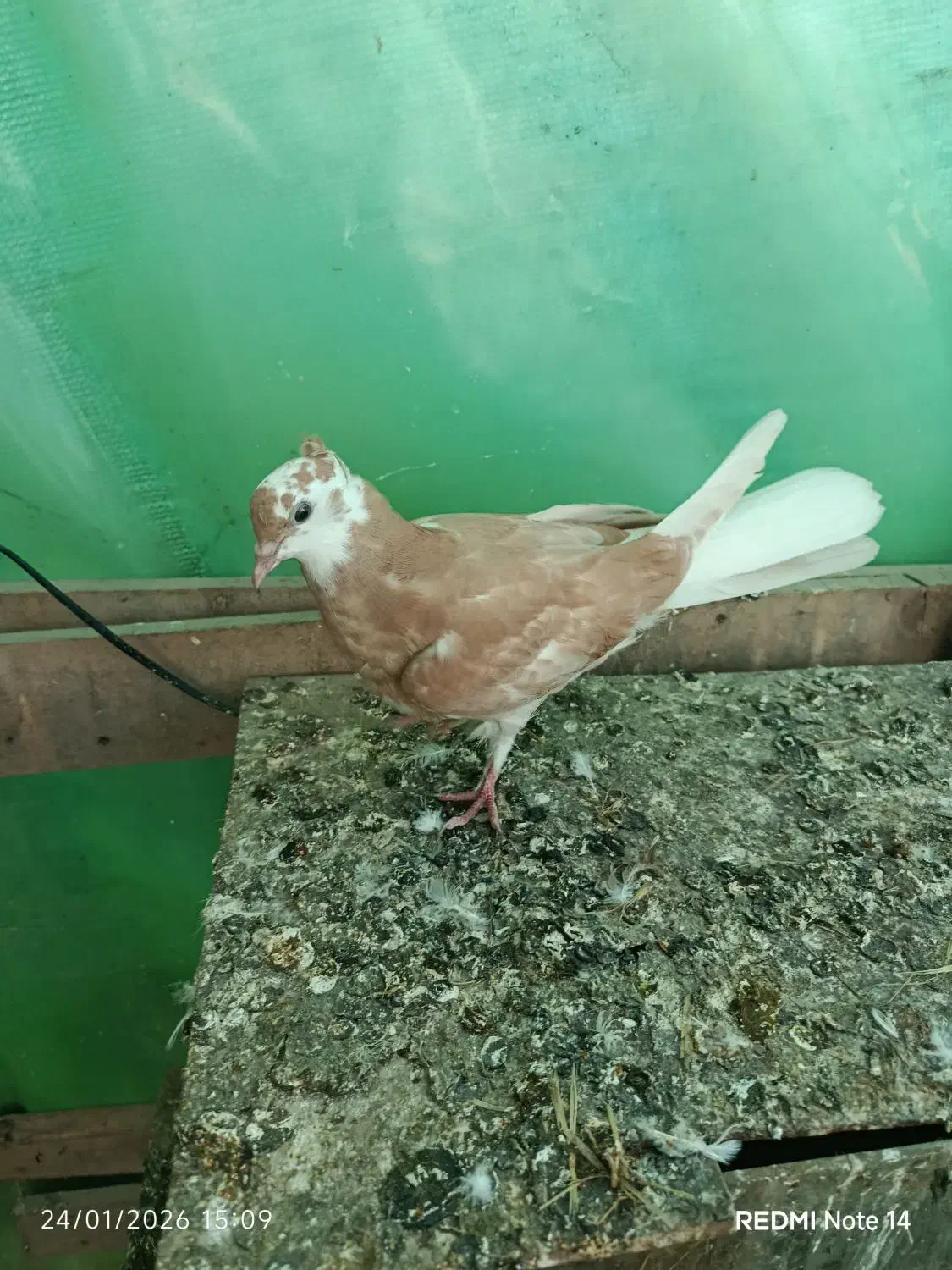 کبوتر پرشی خوش رنگ|پرنده|آستانه اشرفیه, |دیوار