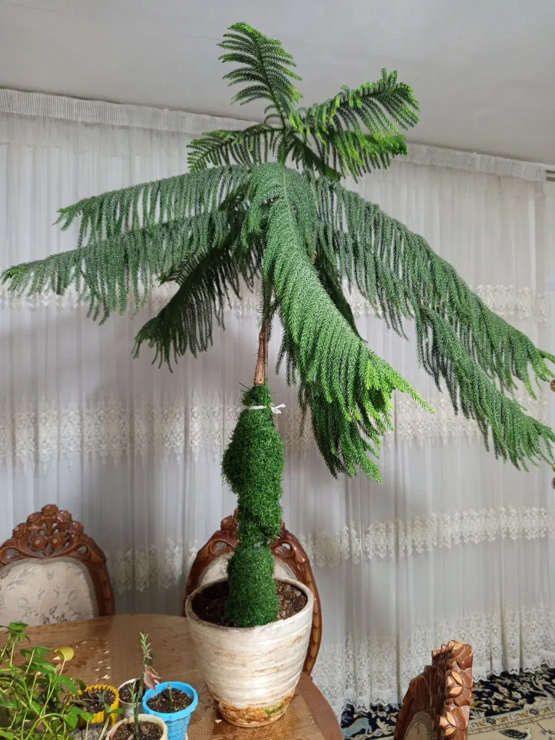 درخت کاج مطبق|گل و گیاه طبیعی|مشهد, کارمندان دوم|دیوار