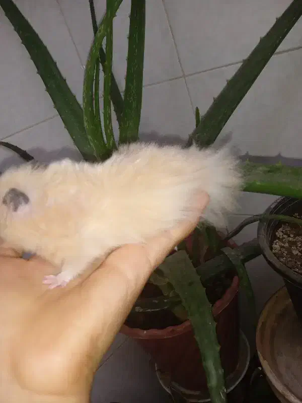 همستر نر|موش و خرگوش|بجنورد, |دیوار