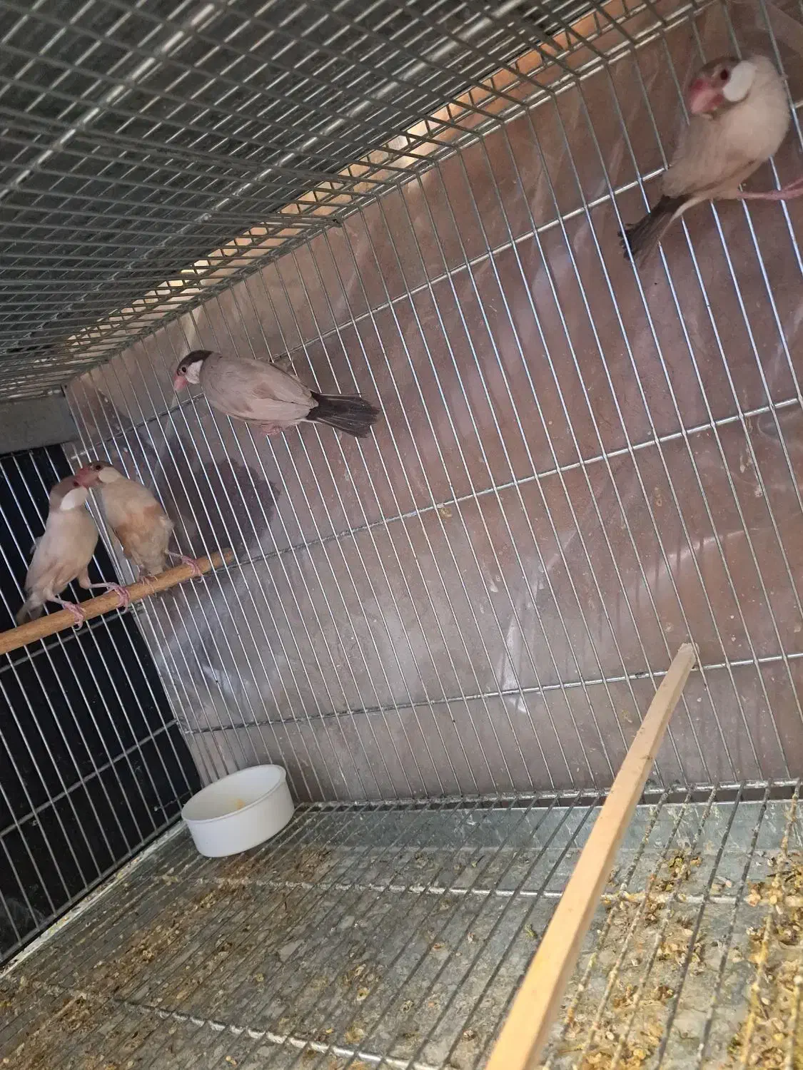 فنچ نرگسی شکلاتی|پرنده|اصفهان, سعادتآباد|دیوار