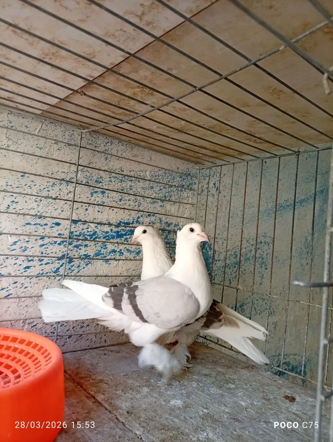 فروش کبوتر علاوتر معاوضه با قناری|پرنده|یزد, |دیوار