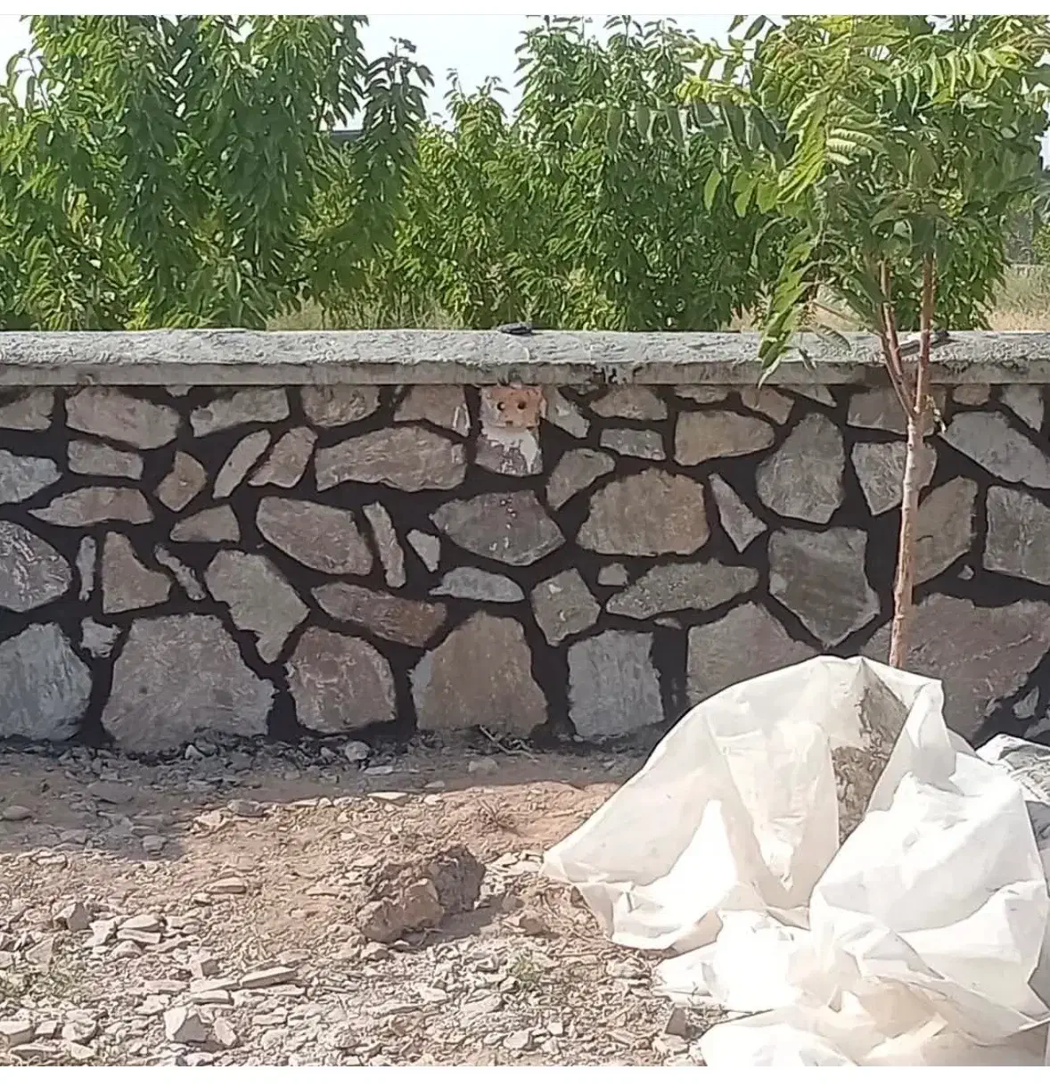 استابنا|خدمات پیشه و مهارت|نیشابور, فضل|دیوار