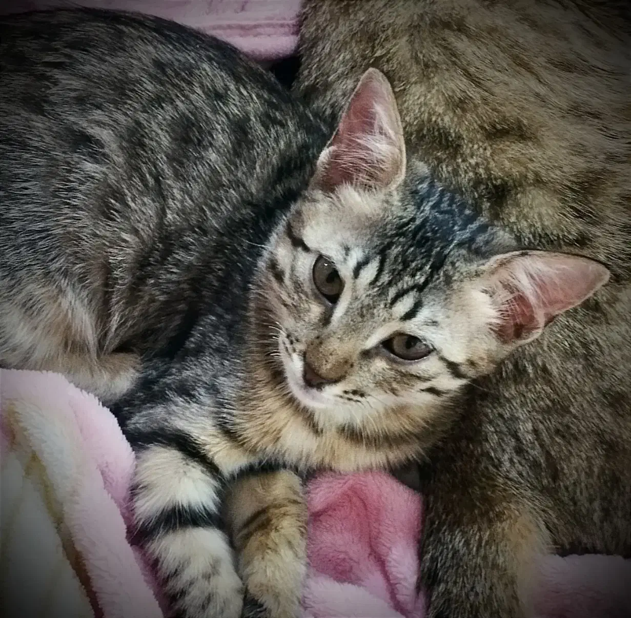 گربه اهلی و خانگی|گربه|داراب, |دیوار