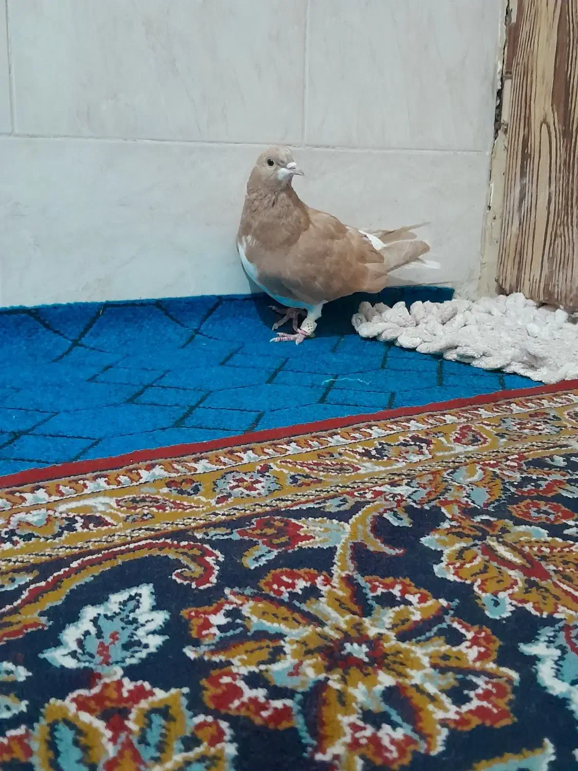 کبوتر|پرنده|شیراز, سعدیه شمالی|دیوار