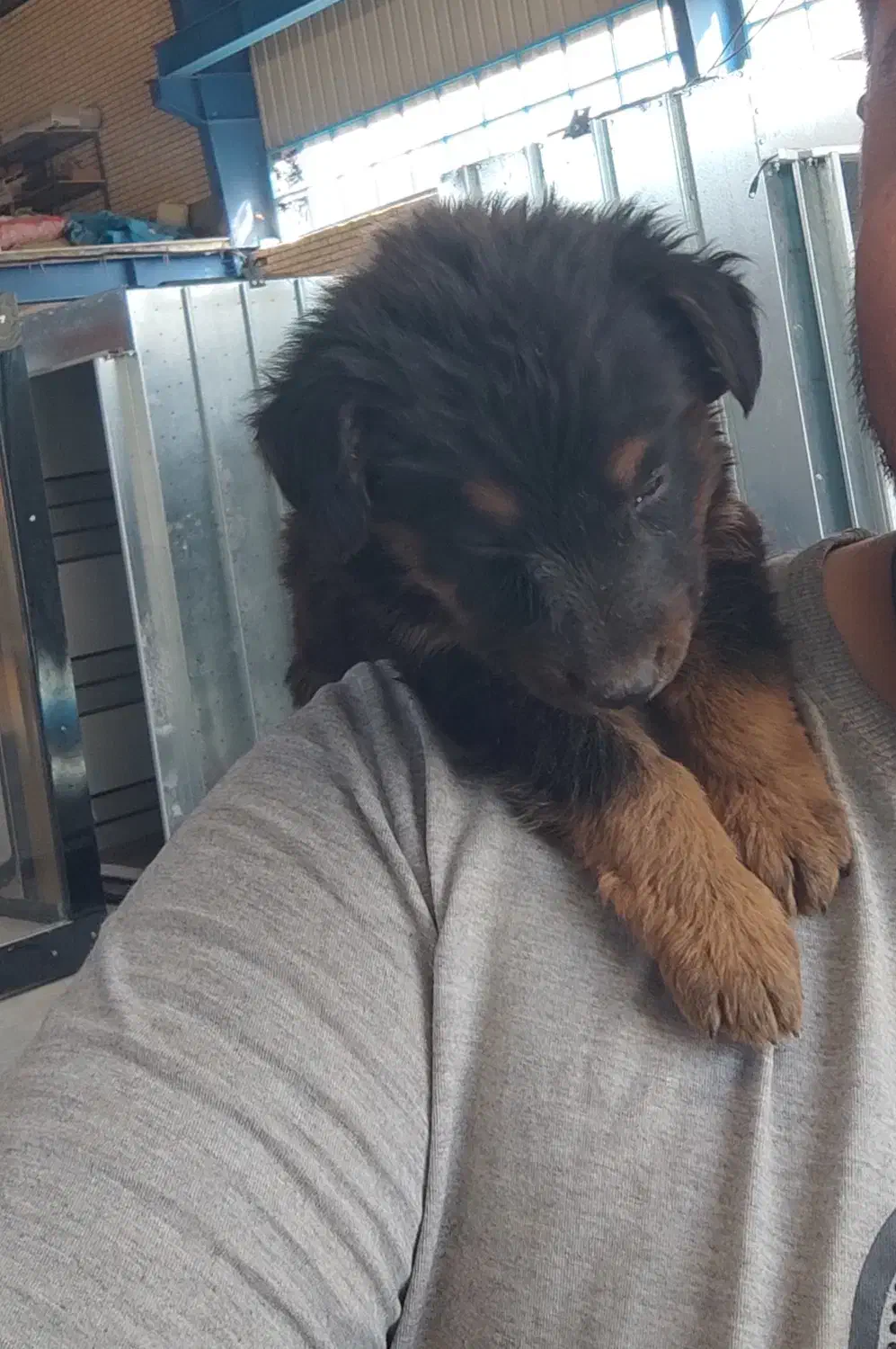 توله ژرمن جفت|سگ|شیراز, شهرک صنعتی شیراز|دیوار