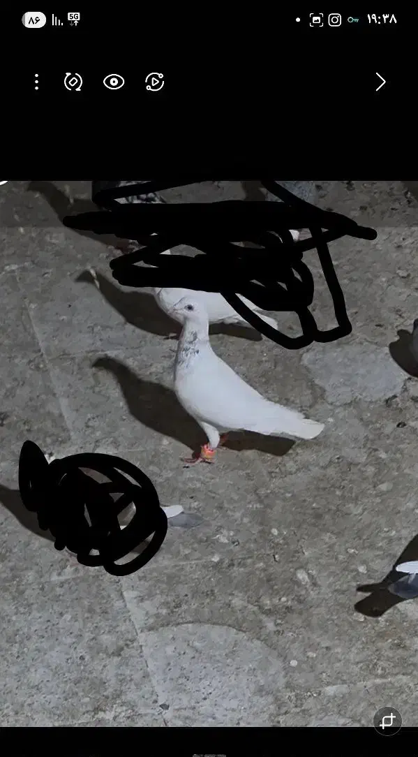 کفتر سار  در بلوار دوم گمشده هرکی گرفته تماس بگیره|پرنده|مشهد, شهید قربانی|دیوار