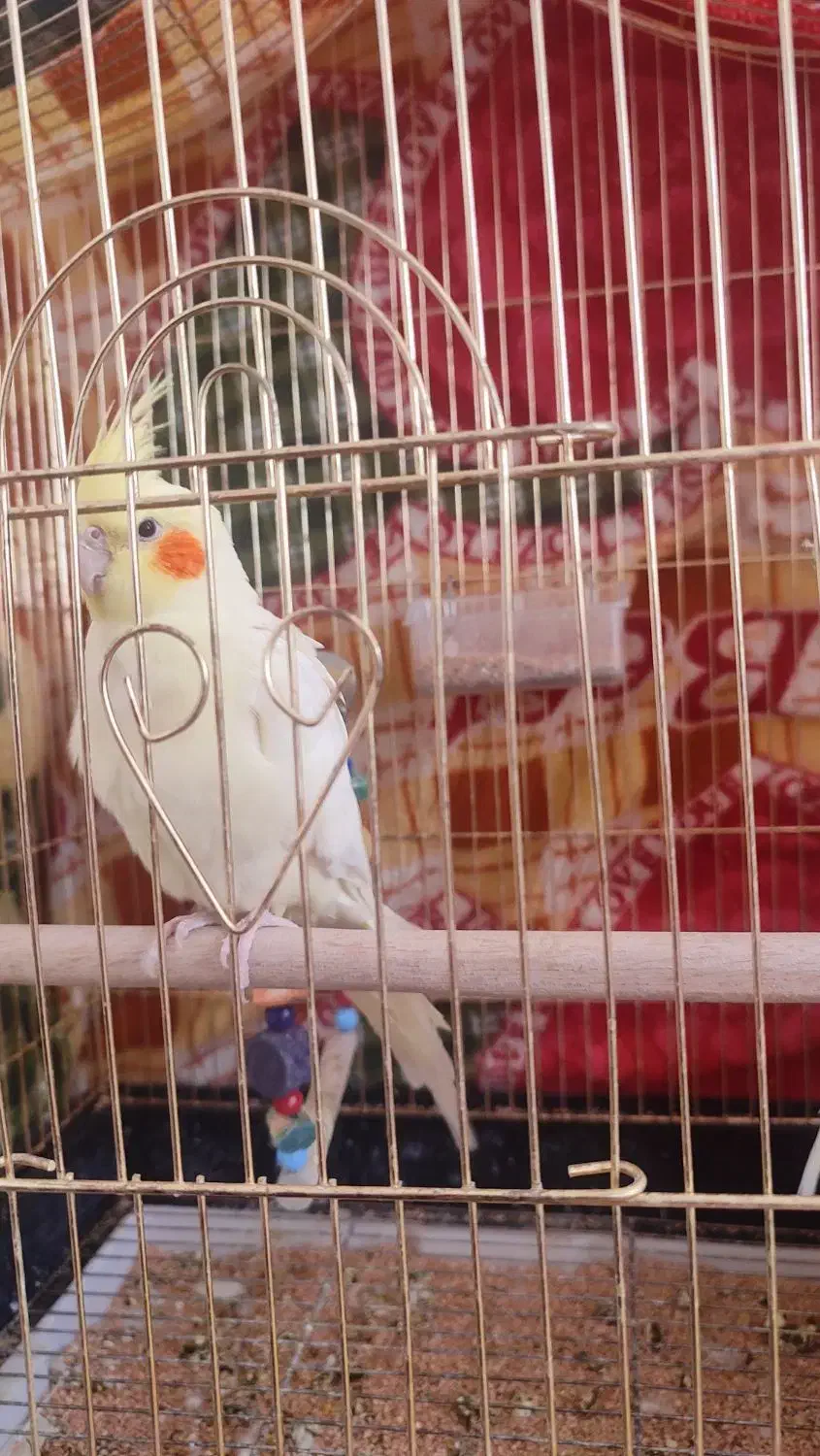 لوتینو|پرنده|قائن, |دیوار