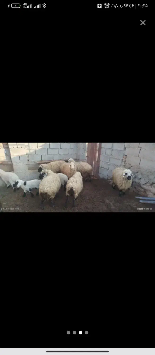 میش فر وشی|حیوانات مزرعه|سربیشه, |دیوار