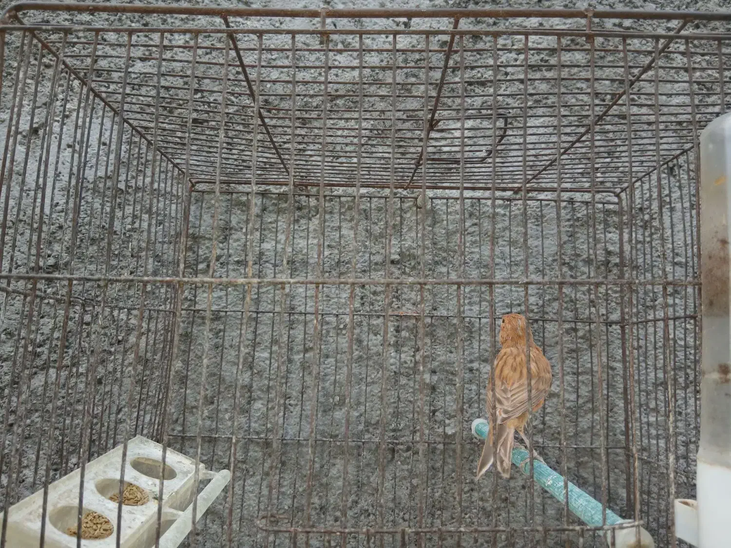 فروش قناری نر. و مرغ عشق جفت با جوجه.|پرنده|فسا, |دیوار