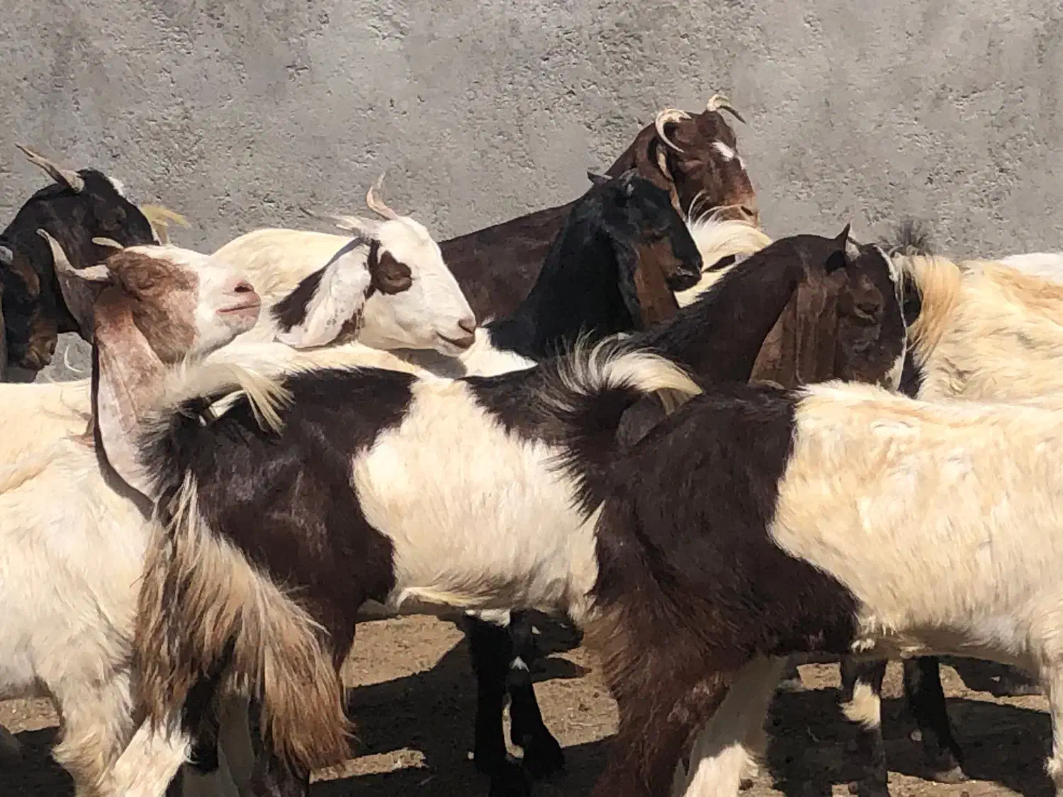 20راس چپش پاکستانی جنس یک(میش بره بزغاله گوسفند)|حیوانات مزرعه|قم, آرامستان بهشت معصومه|دیوار