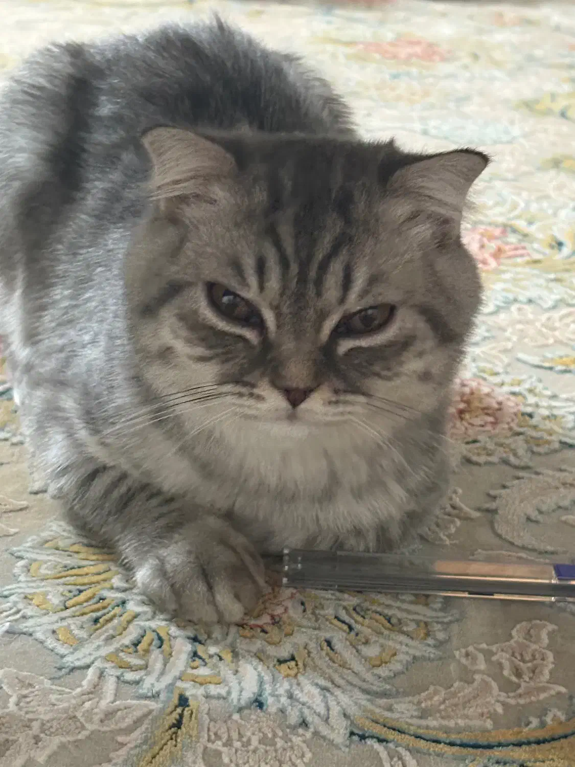 گربه بریتیش و اسکاتیش|گربه|ایرانشهر, |دیوار