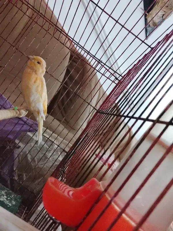 قناری نر لیمویی|پرنده|زاهدان, |دیوار