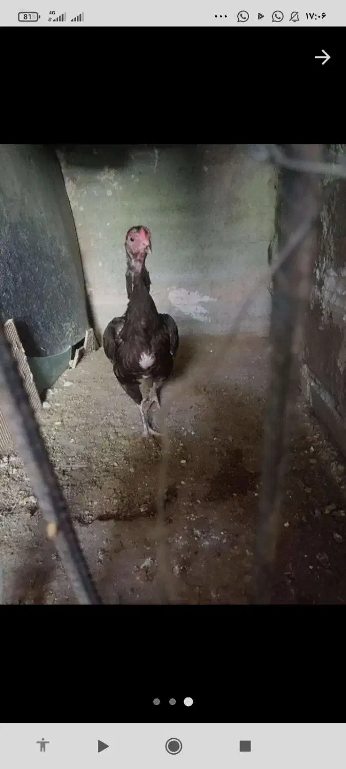 ماکیان مرغ|حیوانات مزرعه|سراوان, |دیوار