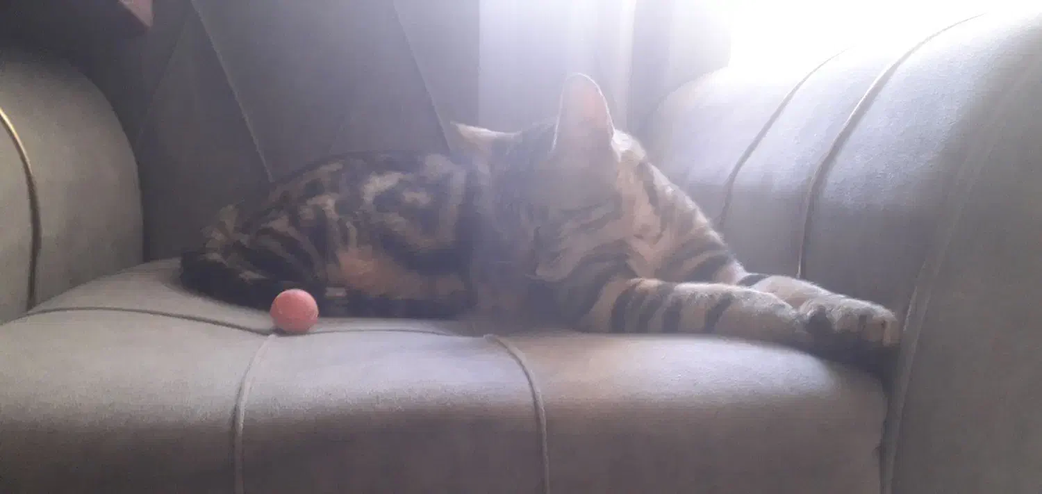 گربه گمشده|حیوانات|ملارد, |دیوار