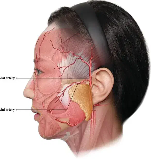 آموزش  ژل بوتاکس|خدمات آموزشی|زابل, |دیوار