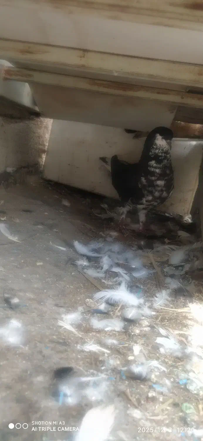 .راست سیاه|پرنده|برازجان, |دیوار