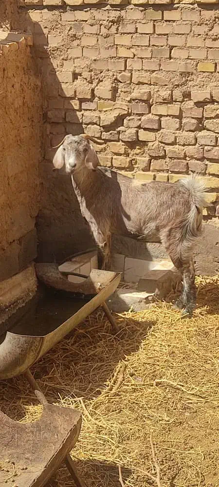 بز آبستن|حیوانات مزرعه|رفسنجان, |دیوار