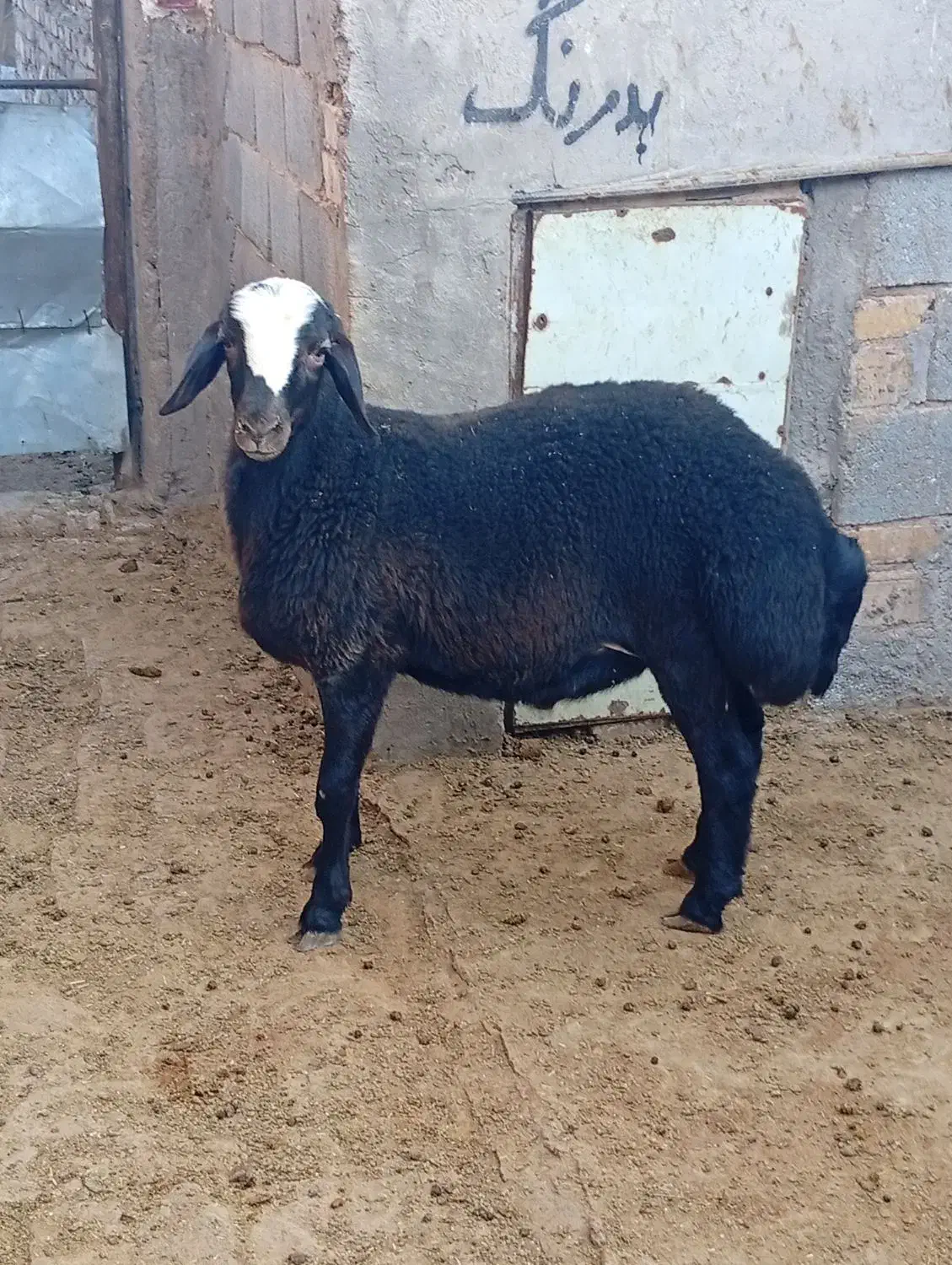 بره نر افشار|حیوانات مزرعه|بوئین زهرا, |دیوار