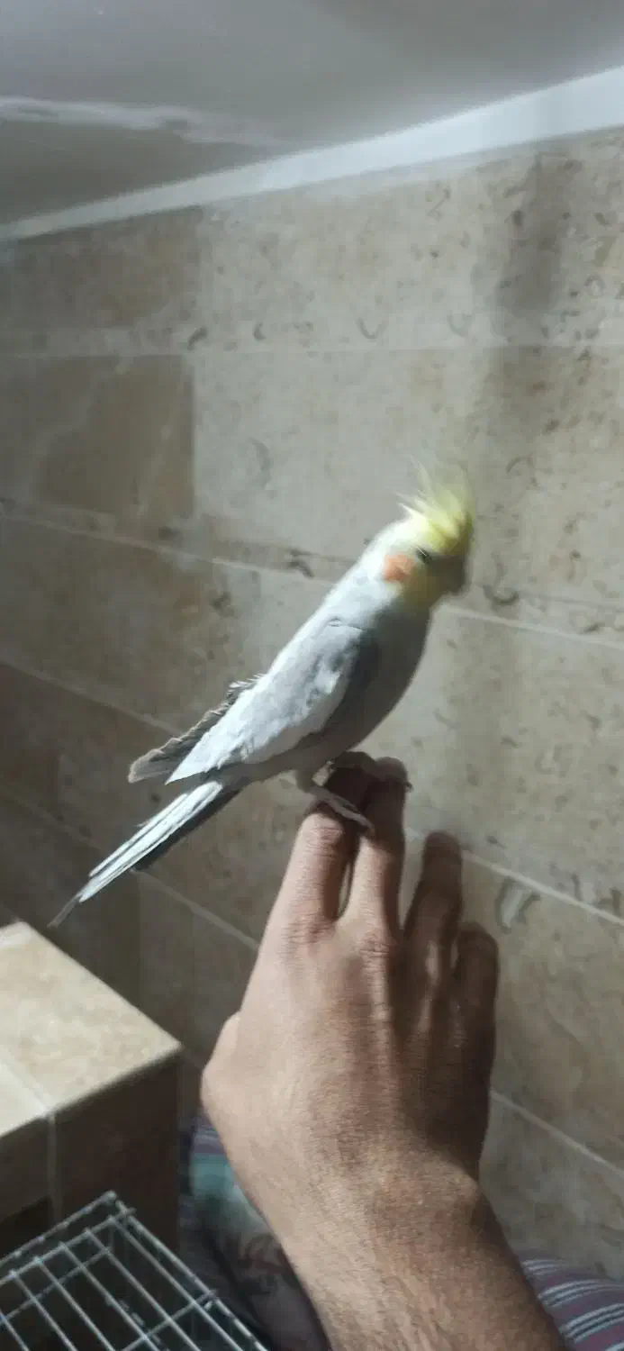 جفت عروس هلندی دستی سخنگو|پرنده|لنجان, |دیوار