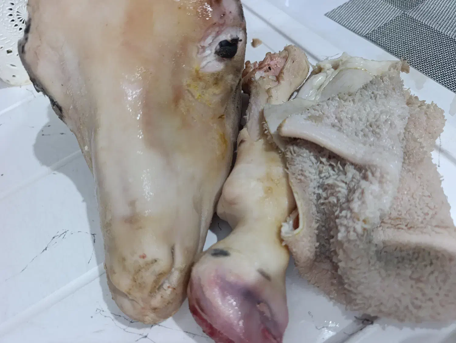 بره نر|حیوانات مزرعه|کرج, فاز ۴ مهرشهر|دیوار