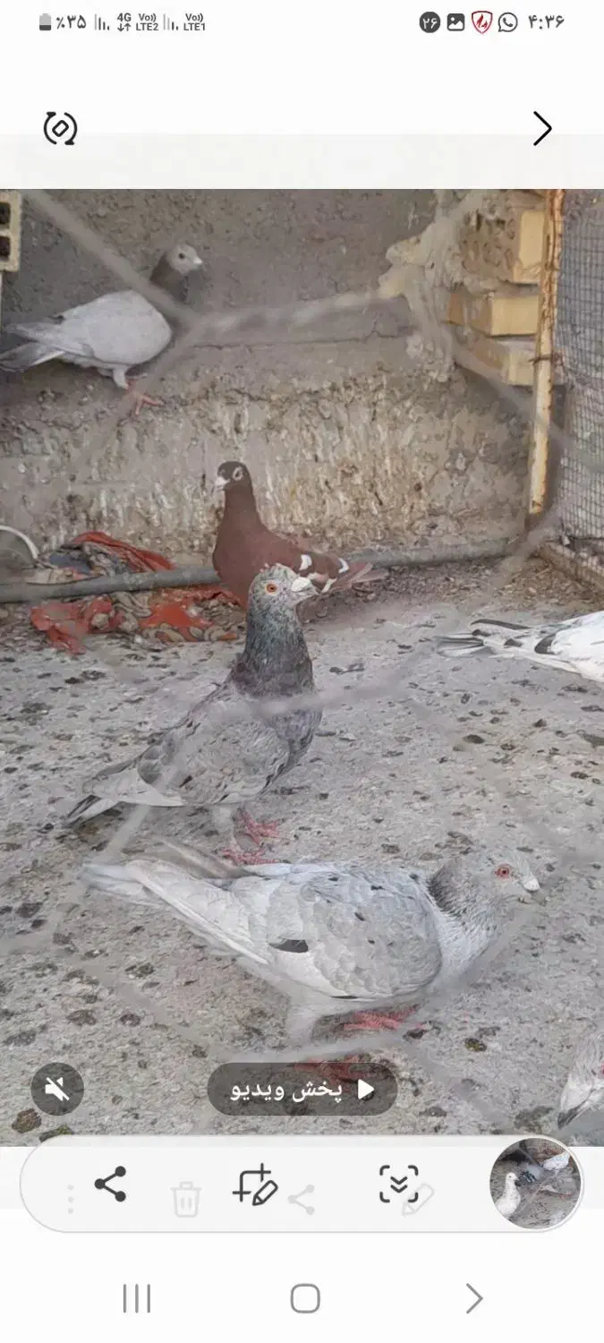 کفتر کبوتر گلی  وسرو|پرنده|برازجان, |دیوار