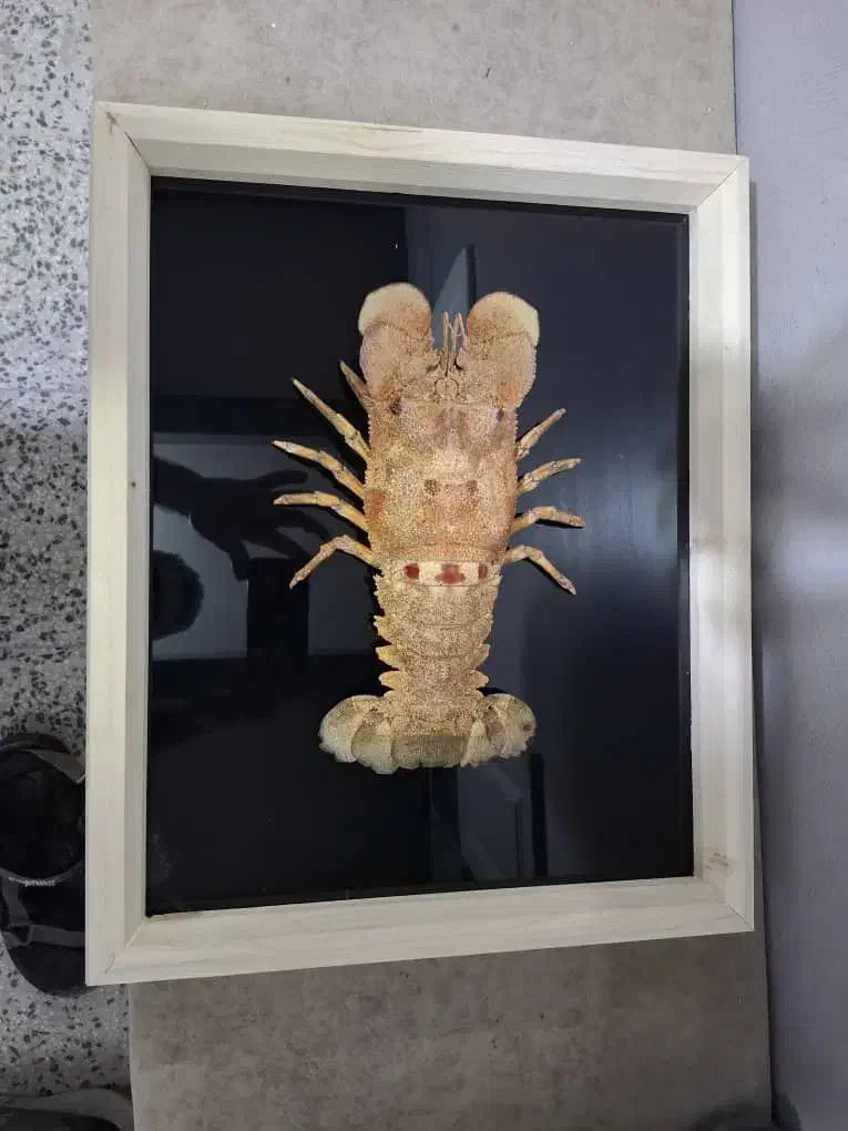 قاب لابستر|تابلو، نقاشی، عکس|بوشهر, |دیوار