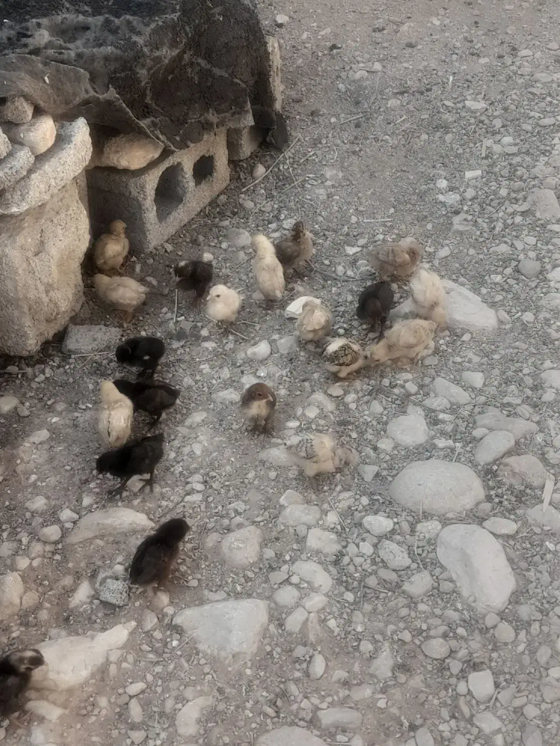 فروش دوعددمرغ باجوجه|حیوانات مزرعه|لنده, |دیوار