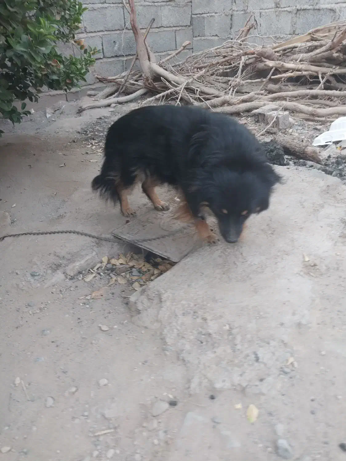 سگ فروشی قیمت ۲ملیون|سگ|عنبرآباد, |دیوار