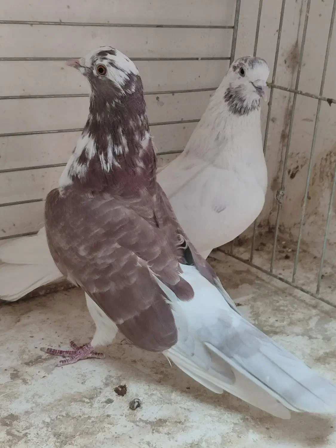 ۷جفت کفتر بی نظیر همچی تموم|پرنده|سیرجان, |دیوار