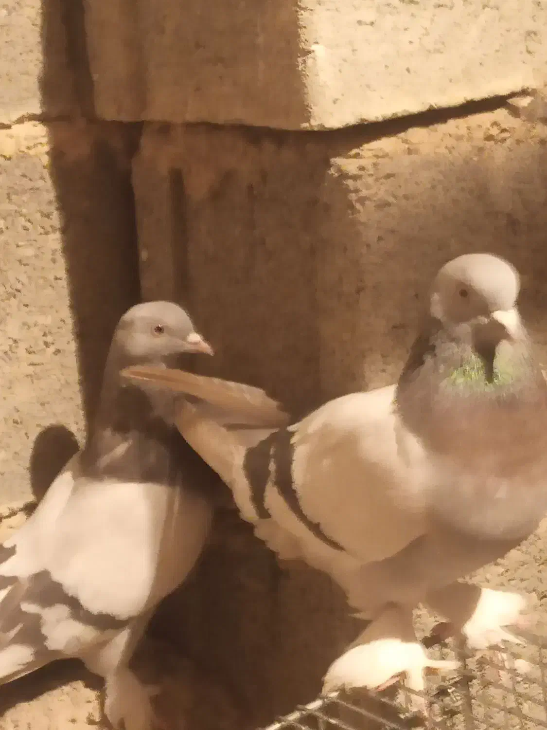 کبوتر سوسنی|پرنده|مرودشت, ثبت احوال|دیوار