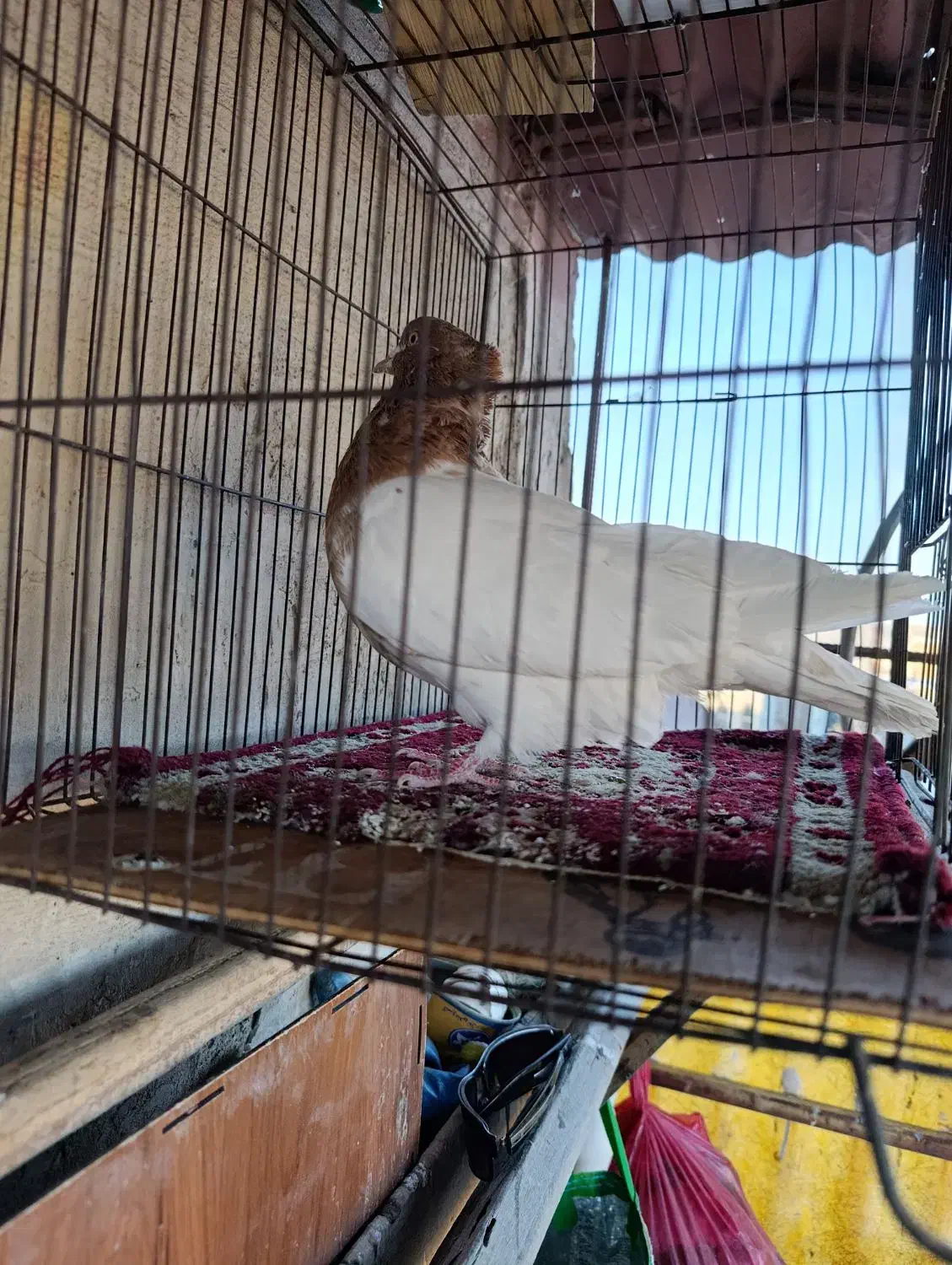 نرکله ای|حیوانات|بروجرد, |دیوار