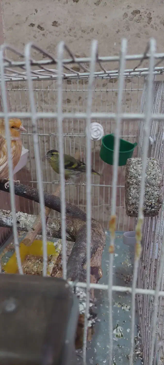 سره سبز و قناری هردو نر|پرنده|قرچک, پارس سرام|دیوار