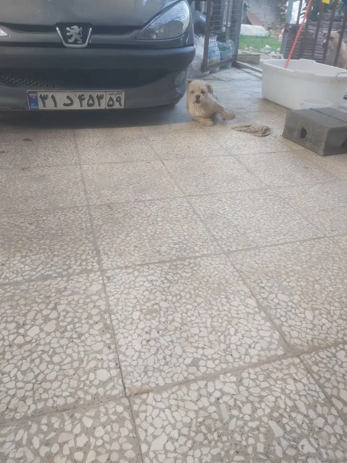 معاوضه شیتزو باهوش و بازیگوش ۱ونیم|سگ|گرگان, |دیوار