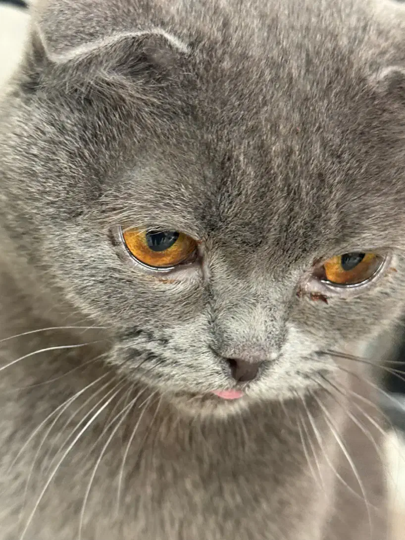 گربه اسکاتیش مینیاتوری|گربه|ساری, |دیوار