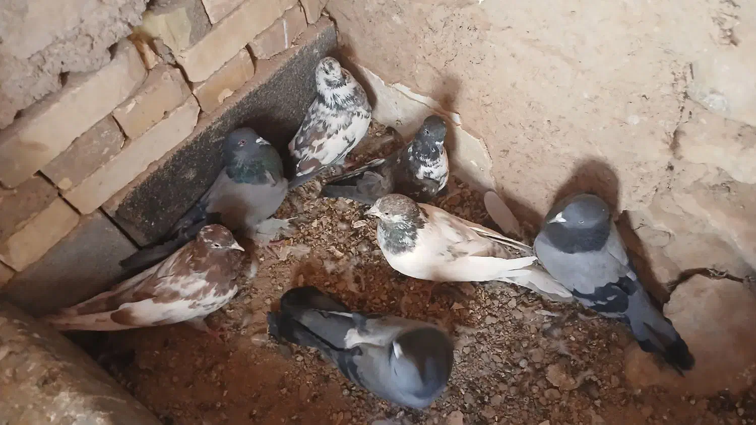 کبوتر|پرنده|بروجن, |دیوار