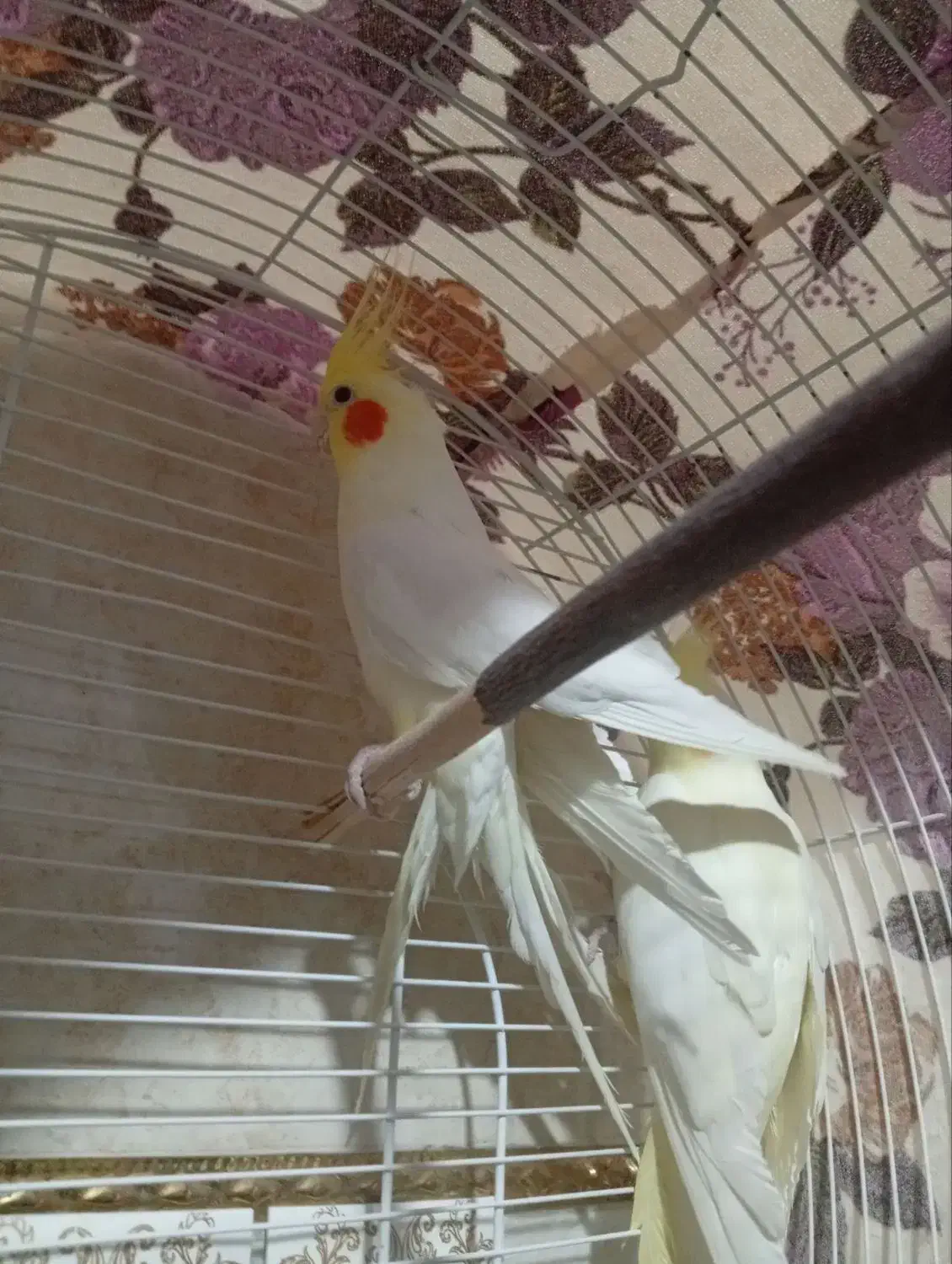 عروس هلندی نرو ماده|پرنده|مرند, |دیوار