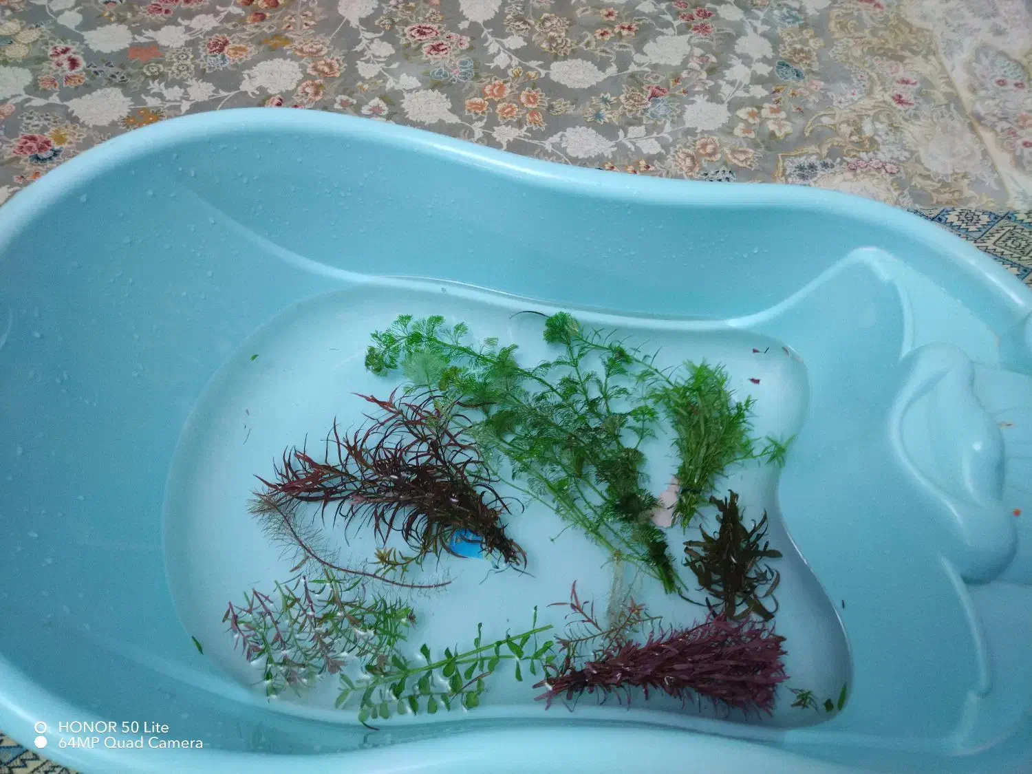 گیاه طبیعی آکواریوم|ماهی|سنندج, |دیوار