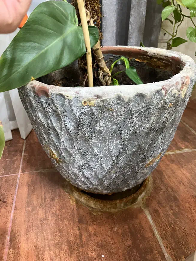 گلدون گوش فیلی یا فیلو دنرون بزرگ|گل و گیاه طبیعی|خرمآباد, |دیوار