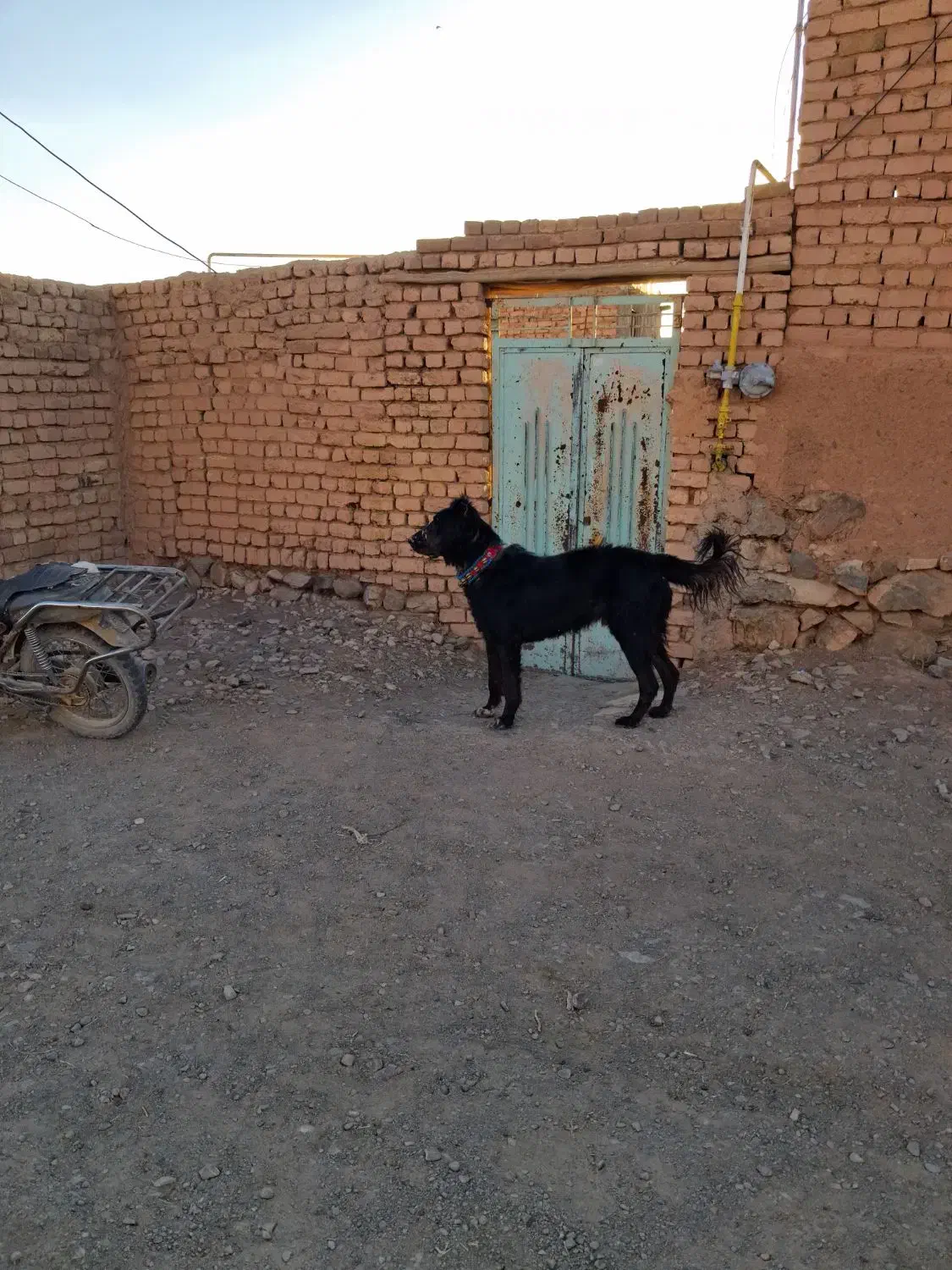 واگذاری سگ گله|سگ|آشتیان, |دیوار