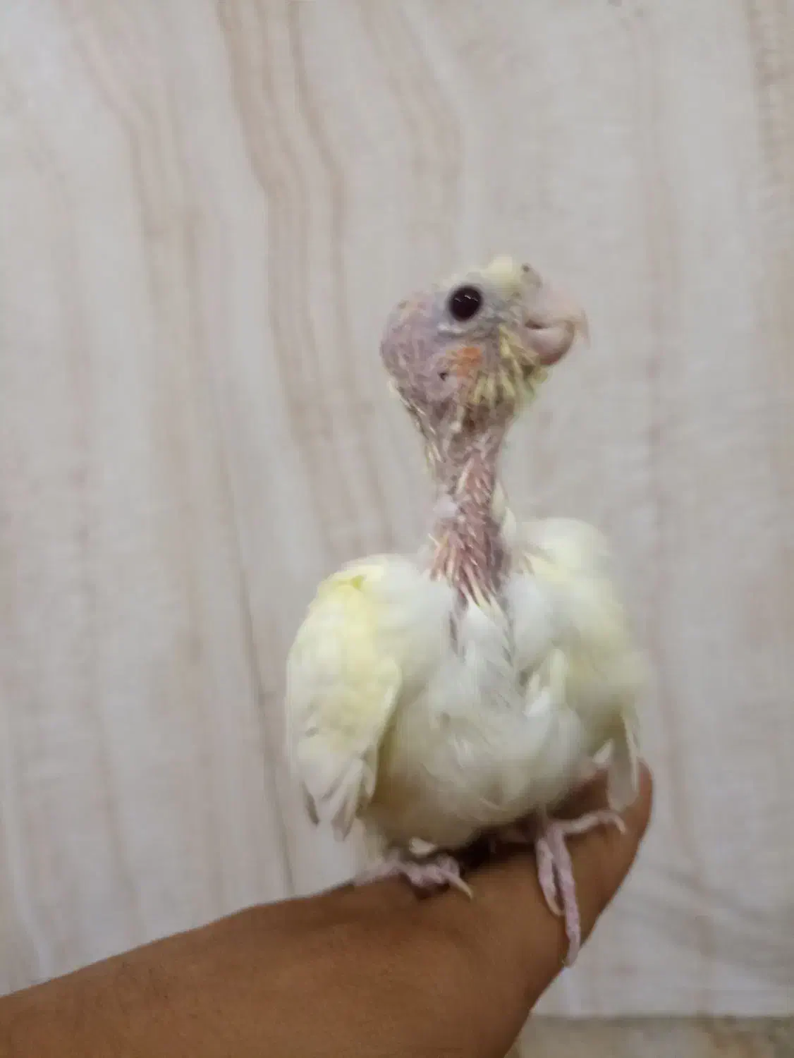 عروس هلندی دستی|پرنده|مرند, |دیوار