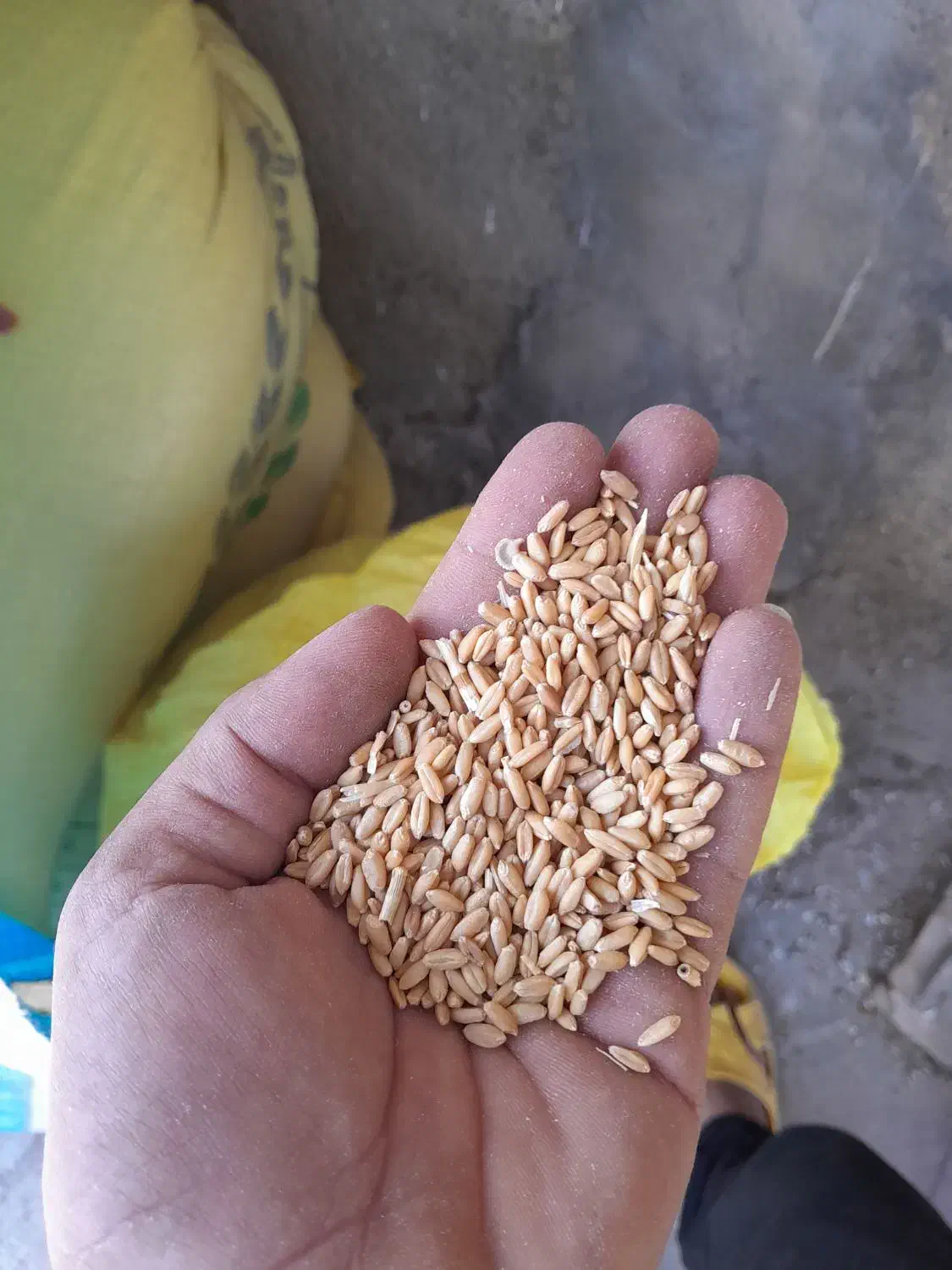 گندم|عمده‌فروشی|بیرانوند, |دیوار