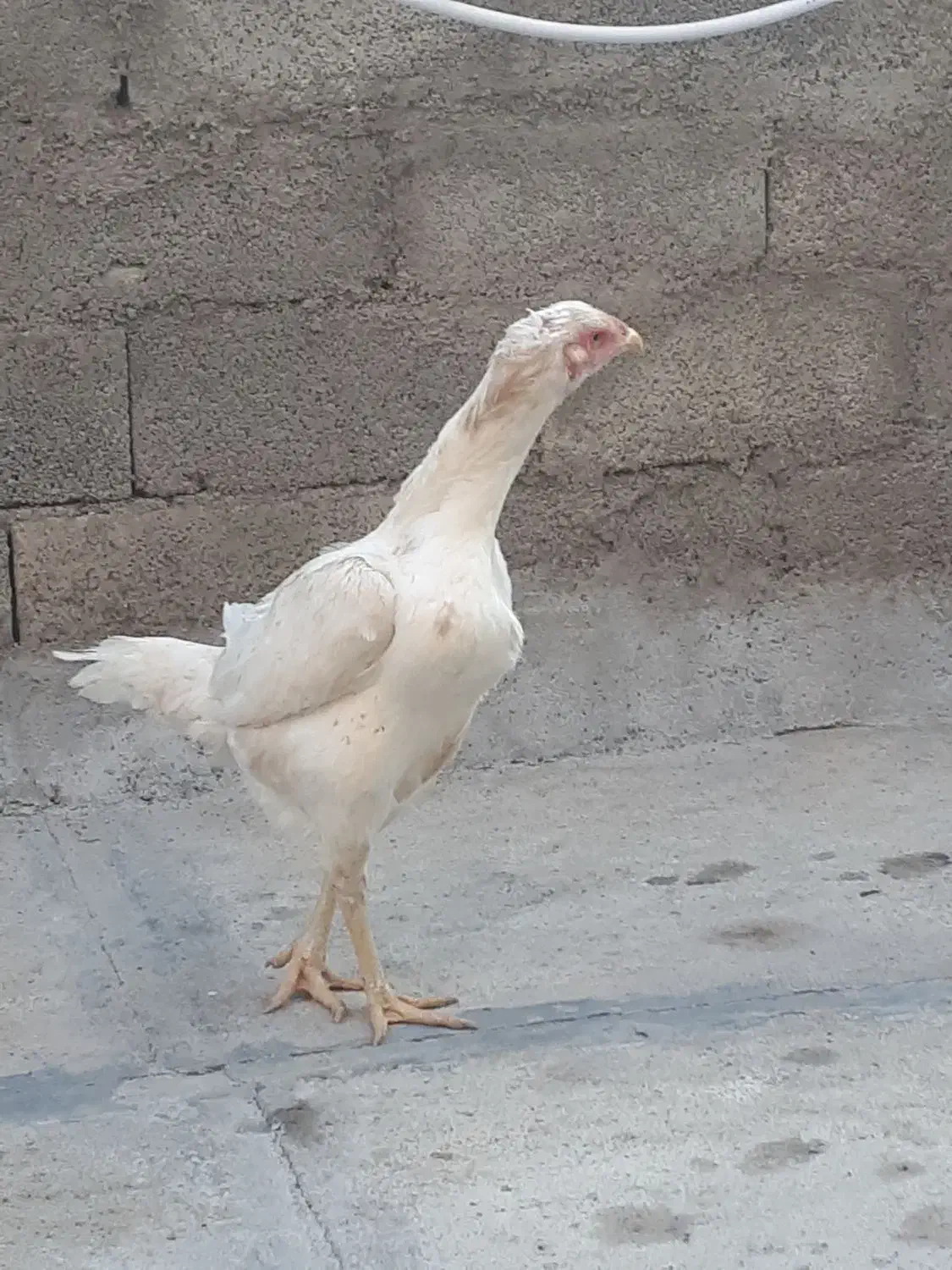 مرغ لاری|حیوانات مزرعه|امام, |دیوار