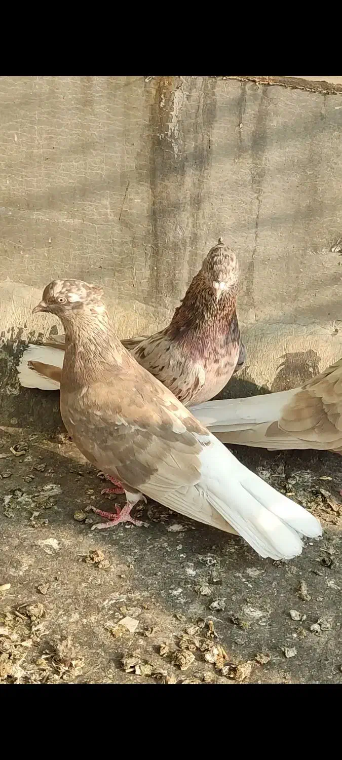 دم سفید|پرنده|باوی, |دیوار