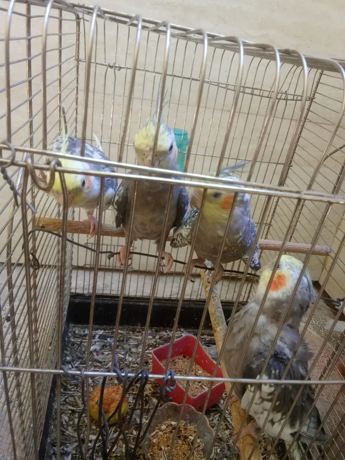 فروش ۲جفت عروس هلندی|پرنده|یاسوج, |دیوار