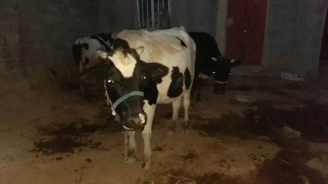 گاو شیری|حیوانات مزرعه|سرپل ذهاب, |دیوار