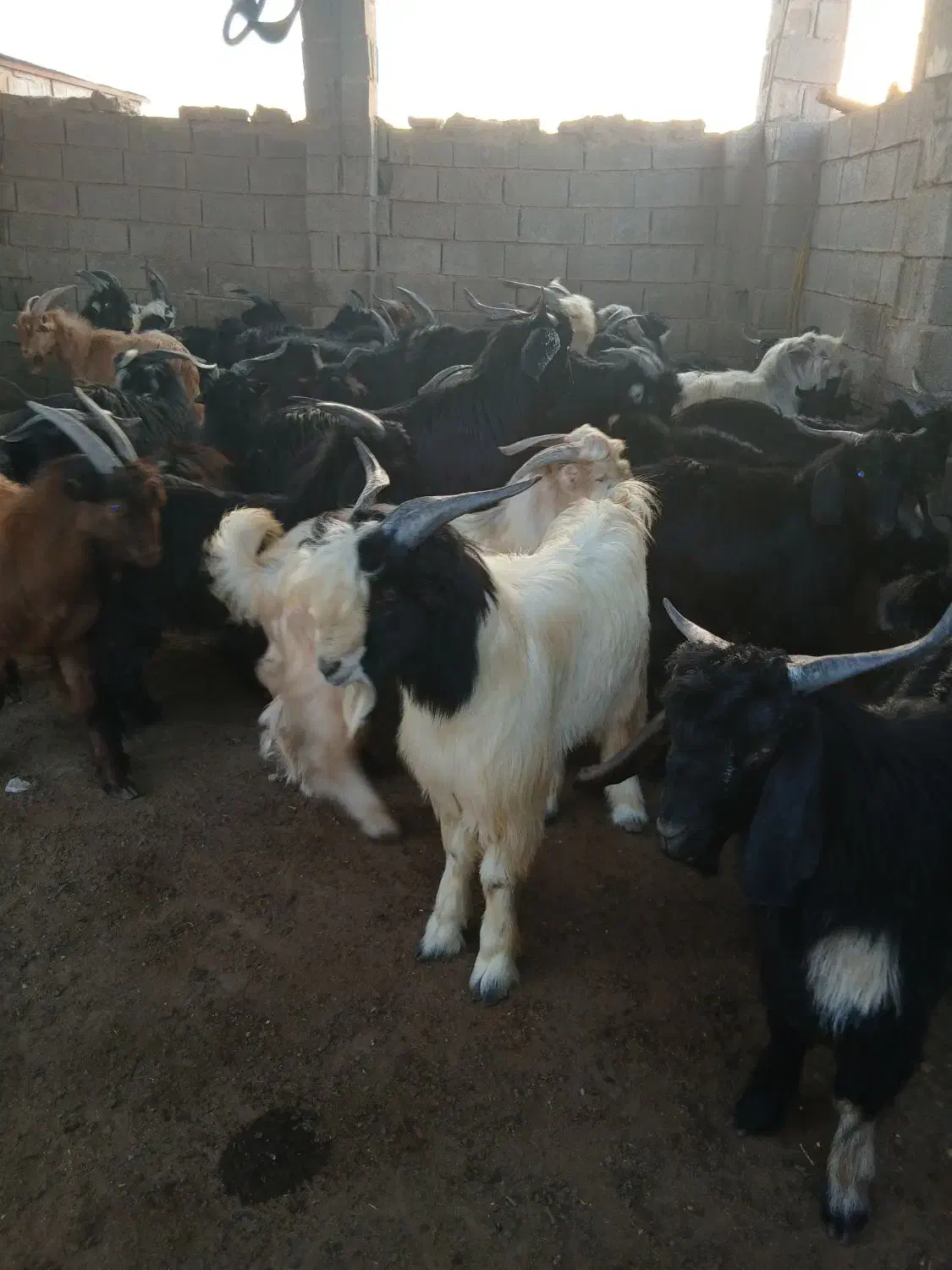 سلام کهره نر پروار چاق|حیوانات مزرعه|سعدآباد, |دیوار