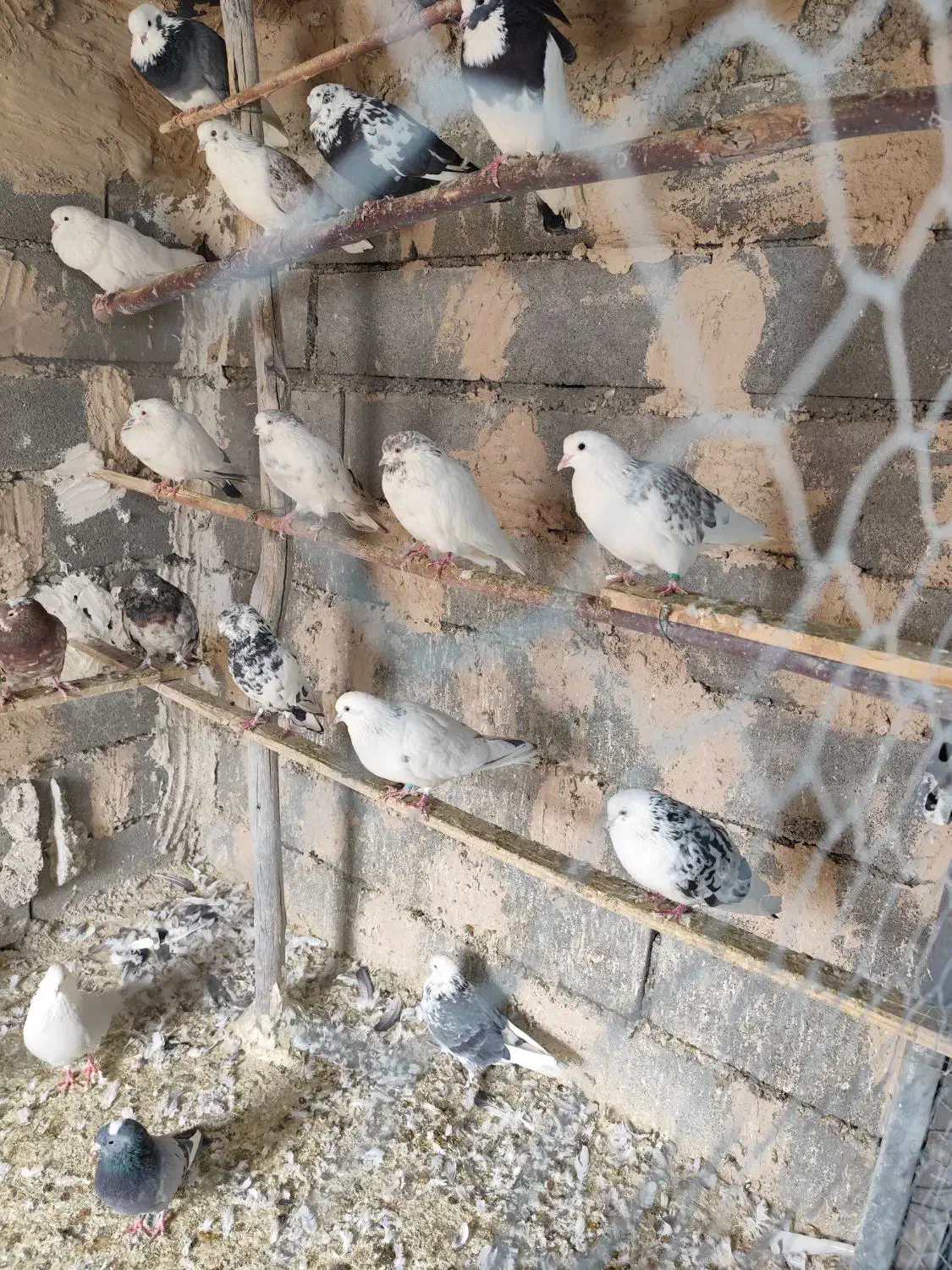 کبوتر پرشی|پرنده|جلیل آباد, |دیوار